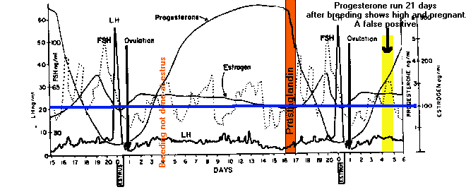 Cattle Pregnancy Chart