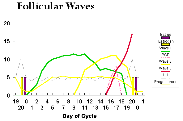 Estrus Cycle in Cows