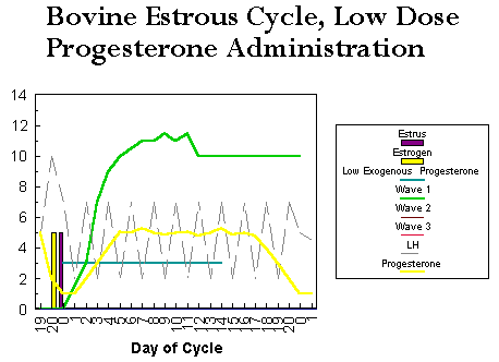 Estrus Cycle in Cows