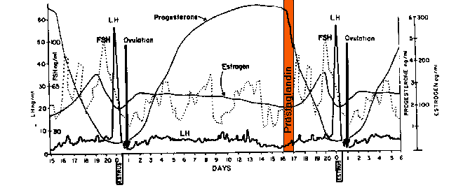 Cattle Heat Cycle Chart