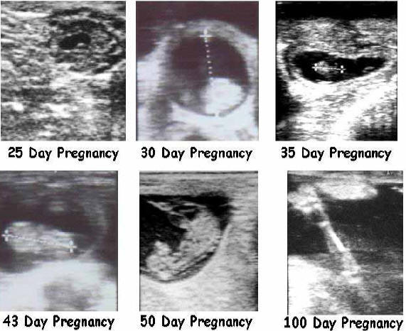 Bovine Fetal Aging Chart