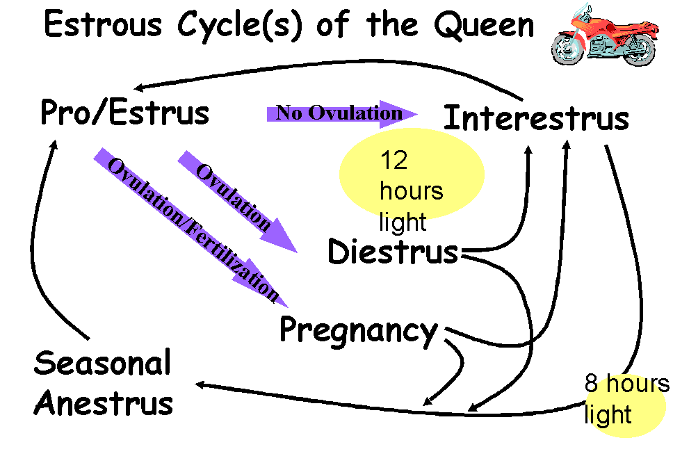 Fline Estrous Cycle