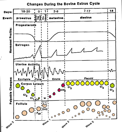Estrous Cycle - an overview