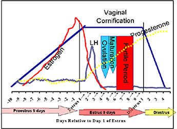 Canine Progesterone Levels Chart