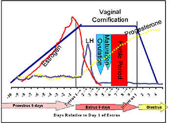 Dog oestrous deals cycle hormones