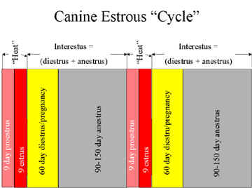 Female Dog Heat Cycle Chart